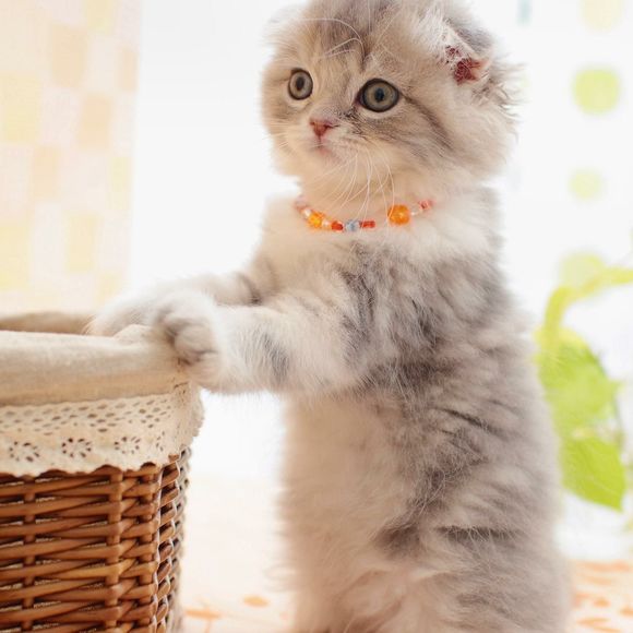 Meet your Posher, Rui - Picture 1 of 1